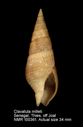 Clavatula milleti.jpg - Clavatula milleti (Petit,1851)